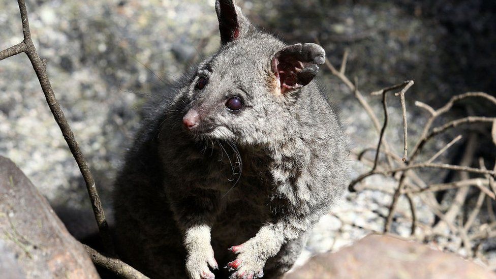 A possum that survived a bushfire in 2014