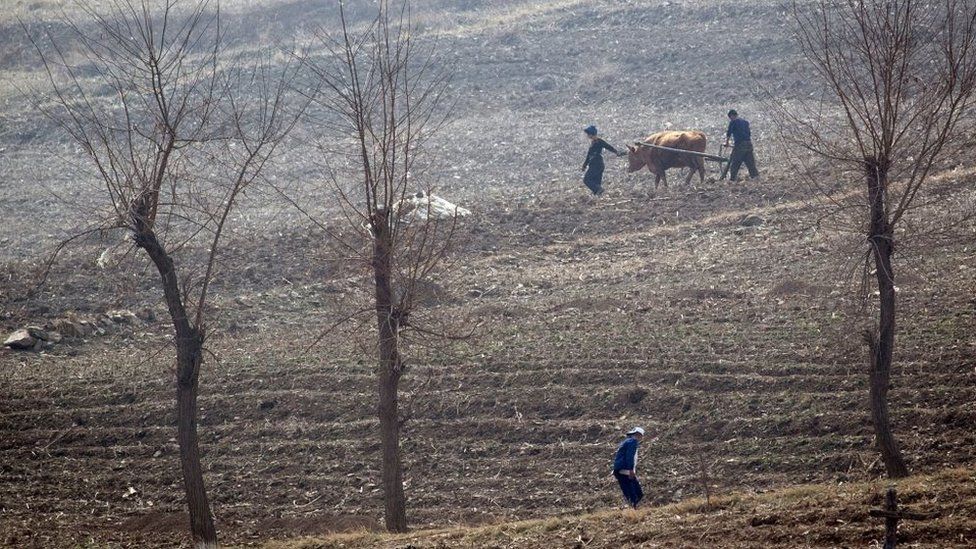 North Korean farmers work in the fields near Sinuiju, opposite the Chinese border city of Dandong