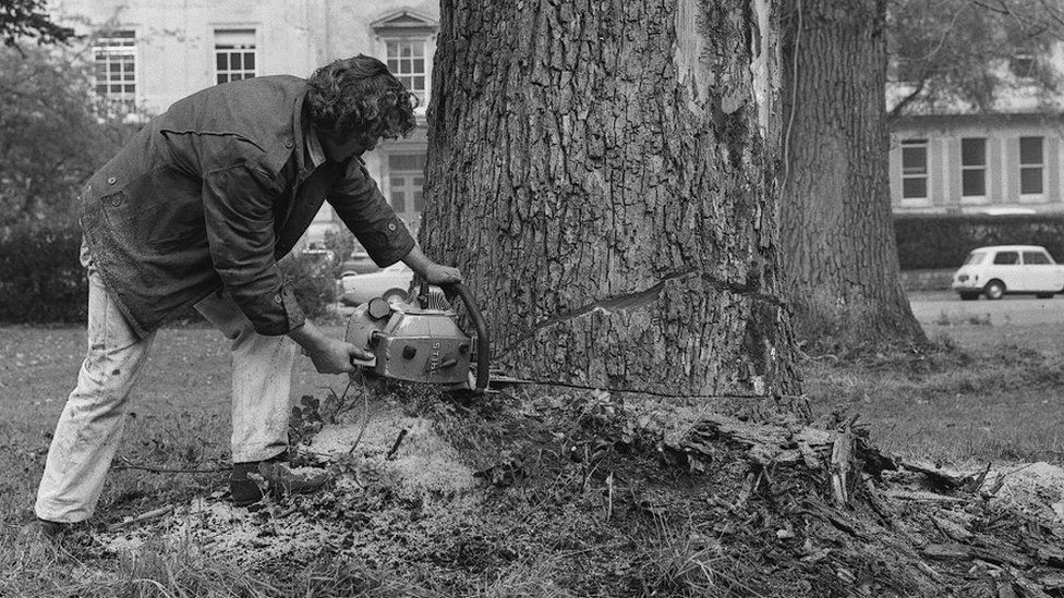 Diseased Elm tree being felled in Bristol, 1971
