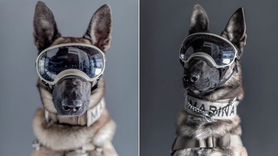 Ecko (trái) và Evil (phải), hai chú chó hải quân cứu hộ tạo dáng chụp ảnh bởi Santiago Arau