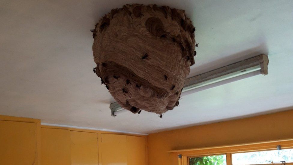 Asian hornet's nest