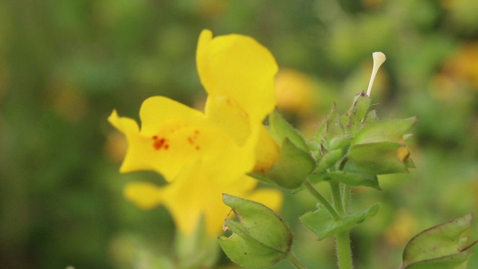 Shetland Monkeyflower has a bigger flower with a wider throat than its ancestors.