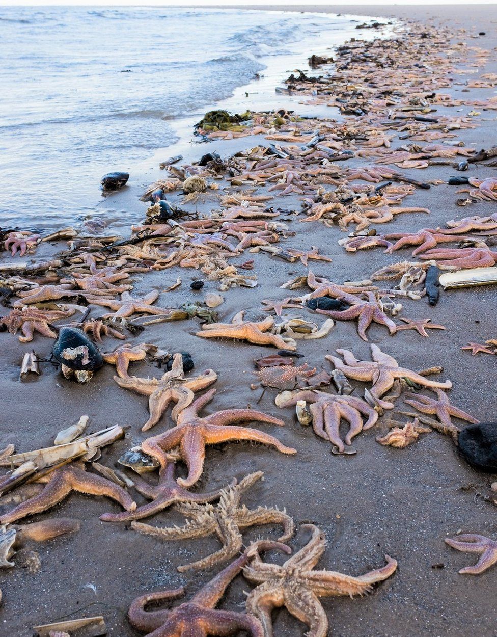 two starfish on beach