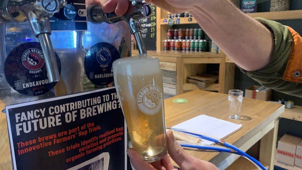 Close up of Greg Pilley pulling a pint at Stroud Brewery