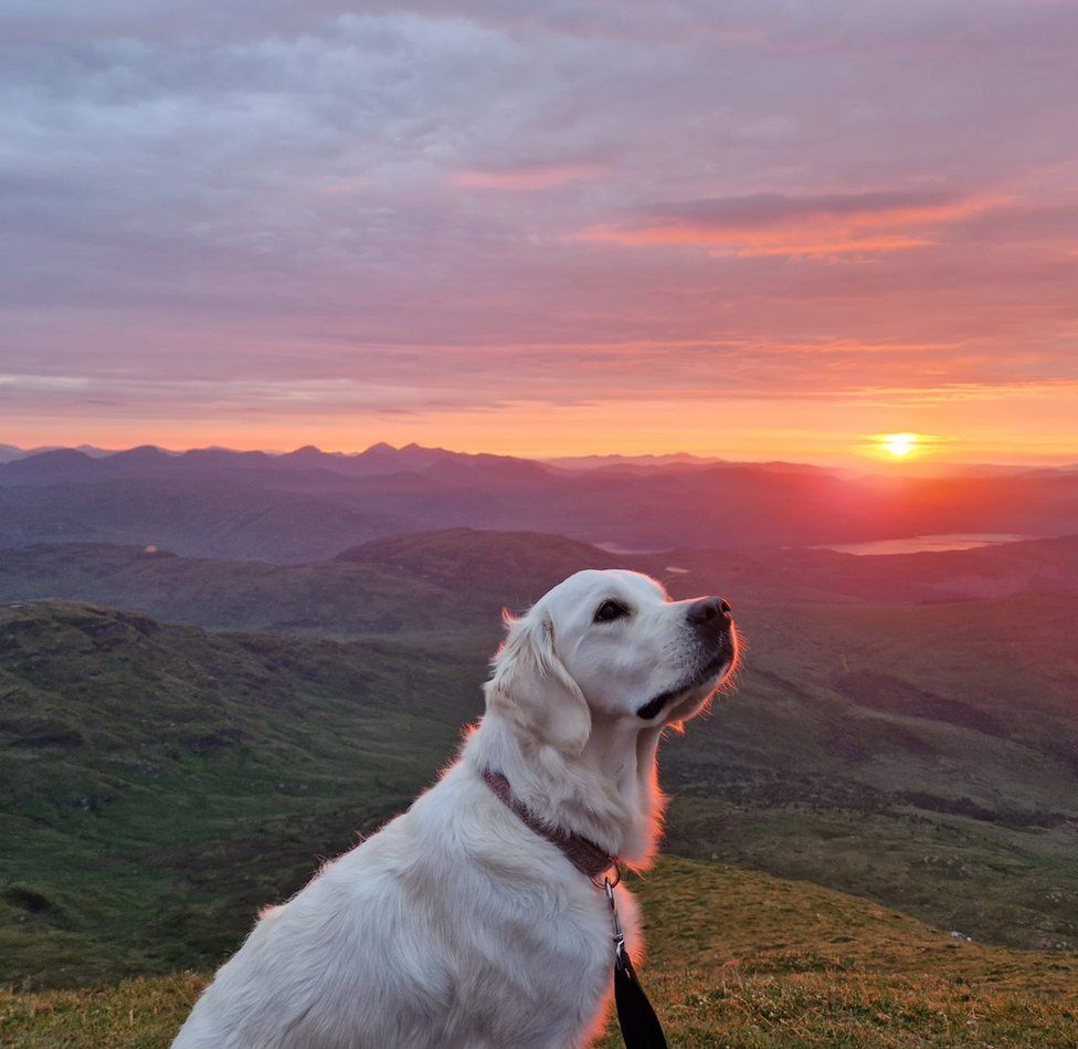 Dog and sunrise