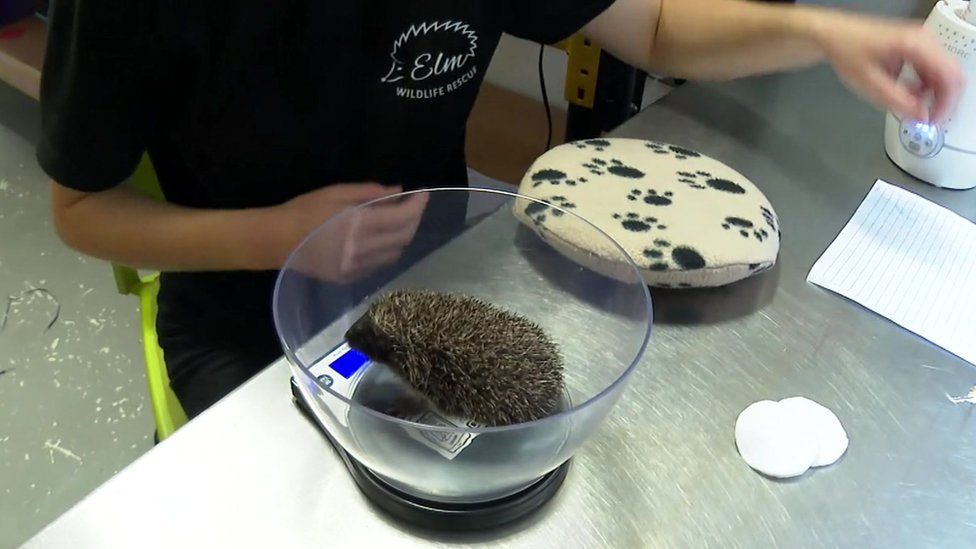 A hedgehog being weighed