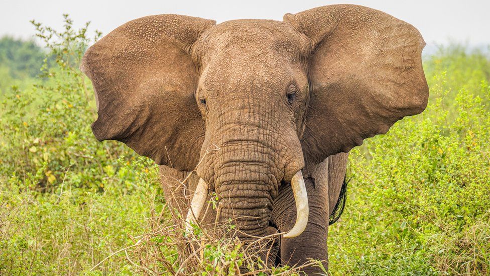 An elephant (Loxodonta Africana) eating, Queen Elizabeth National Park, Uganda