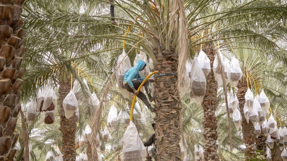 A farmer in a blue hoodie half way up a date palm tree. He is surrounded by green palm trees. The dates are hanging off the trees in white bags in Tozeur, Tunisia - Wednesday 24 November 2021