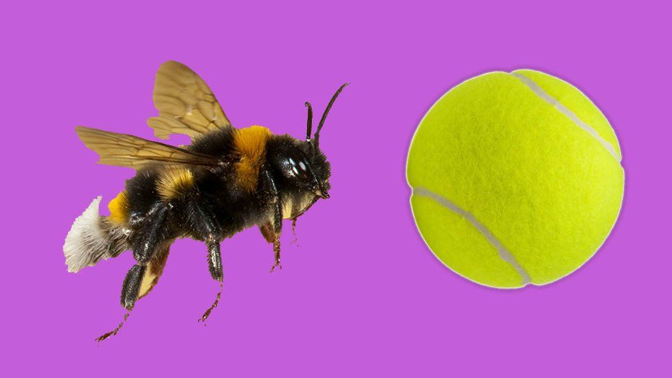 A bee and a tennis ball on a purple background