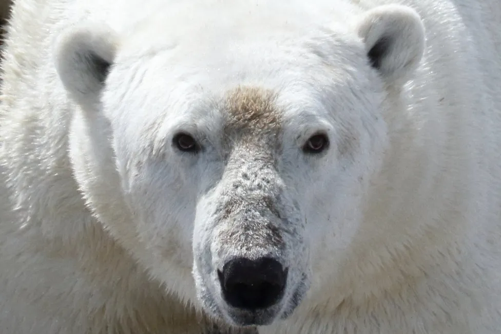 Climate change: Polar bears face starvation threat as ice melts