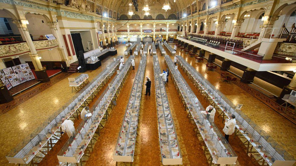 British Homing World Show of the Year at Blackpool's Winter Gardens