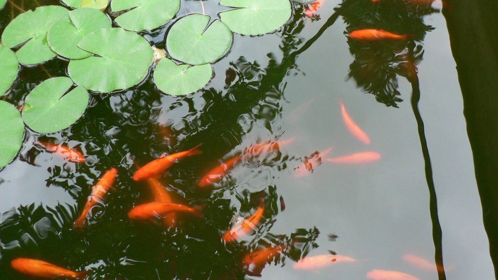 Fish pond