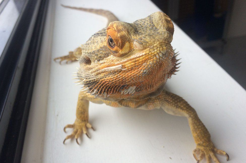 One of the bearded dragons