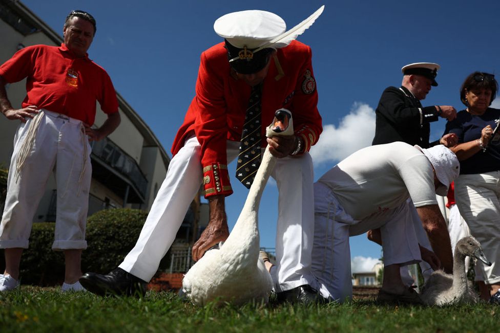 David Barber (C), the King's swan marker, holds a captured swan to be measured and checked during the annual Swan Upping on the River Thames in Staines, west of London, on July 17, 2023.