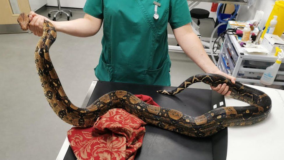 The snake being held by a vet