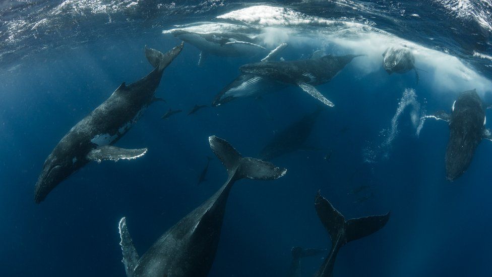 Dolphins dive next to humpback whales seen closer to the surface