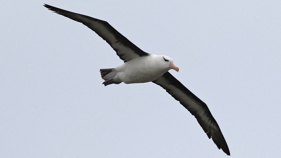 The Black-browed Albatross