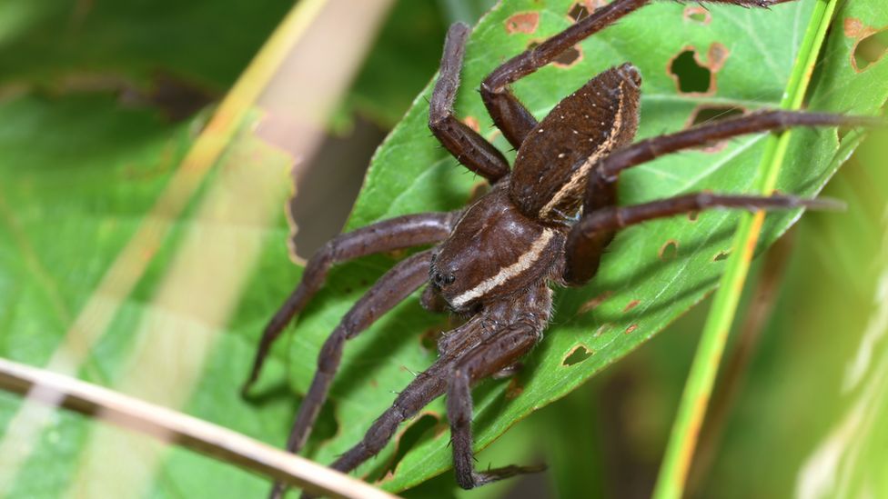 Wales becomes first country to map important areas for insects - BBC ...