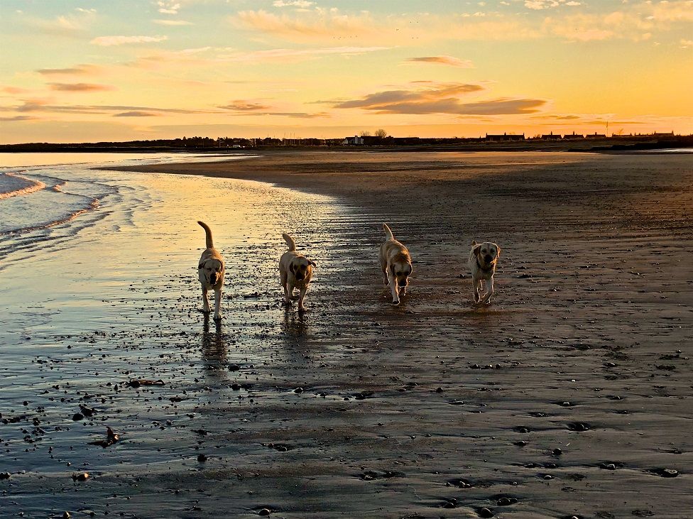 Four dogs on Nairn beach