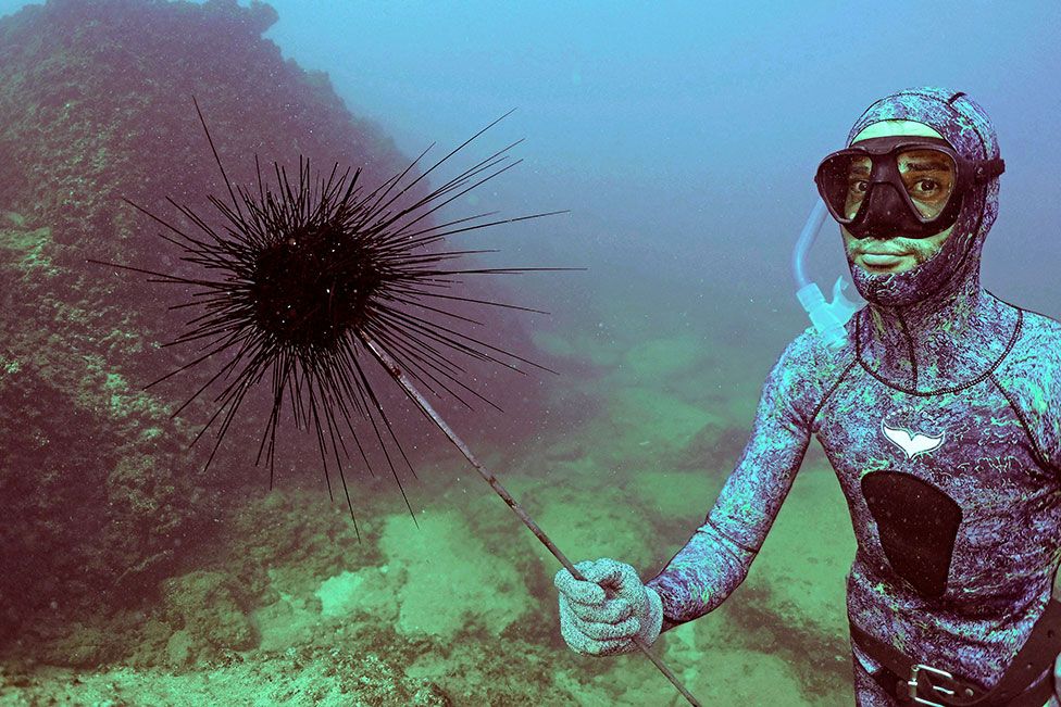 A freediver collects a sea urchin off the shore of Lebanon's northern coastal city of Batroun on 24 July 2022