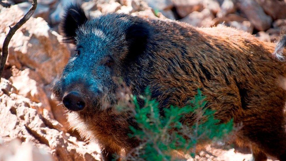 A boar in Sardinia