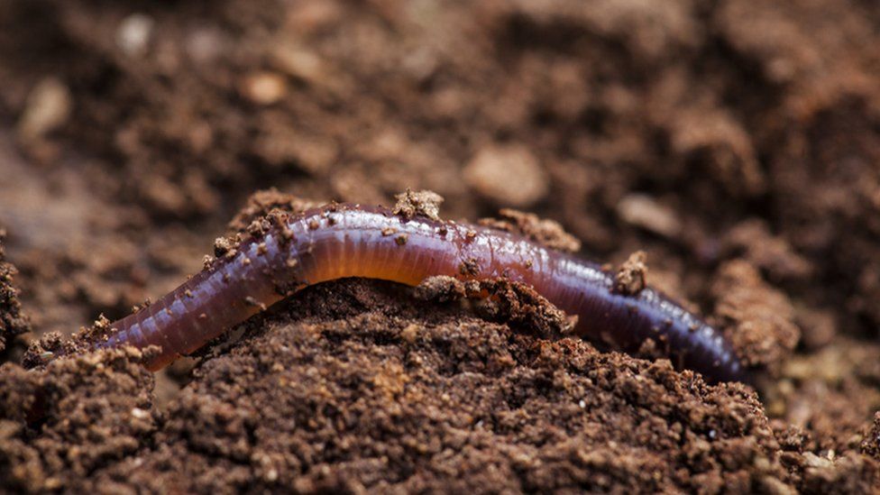 Ghost slugs: Why we're watching out for spooky slugs - BBC Newsround