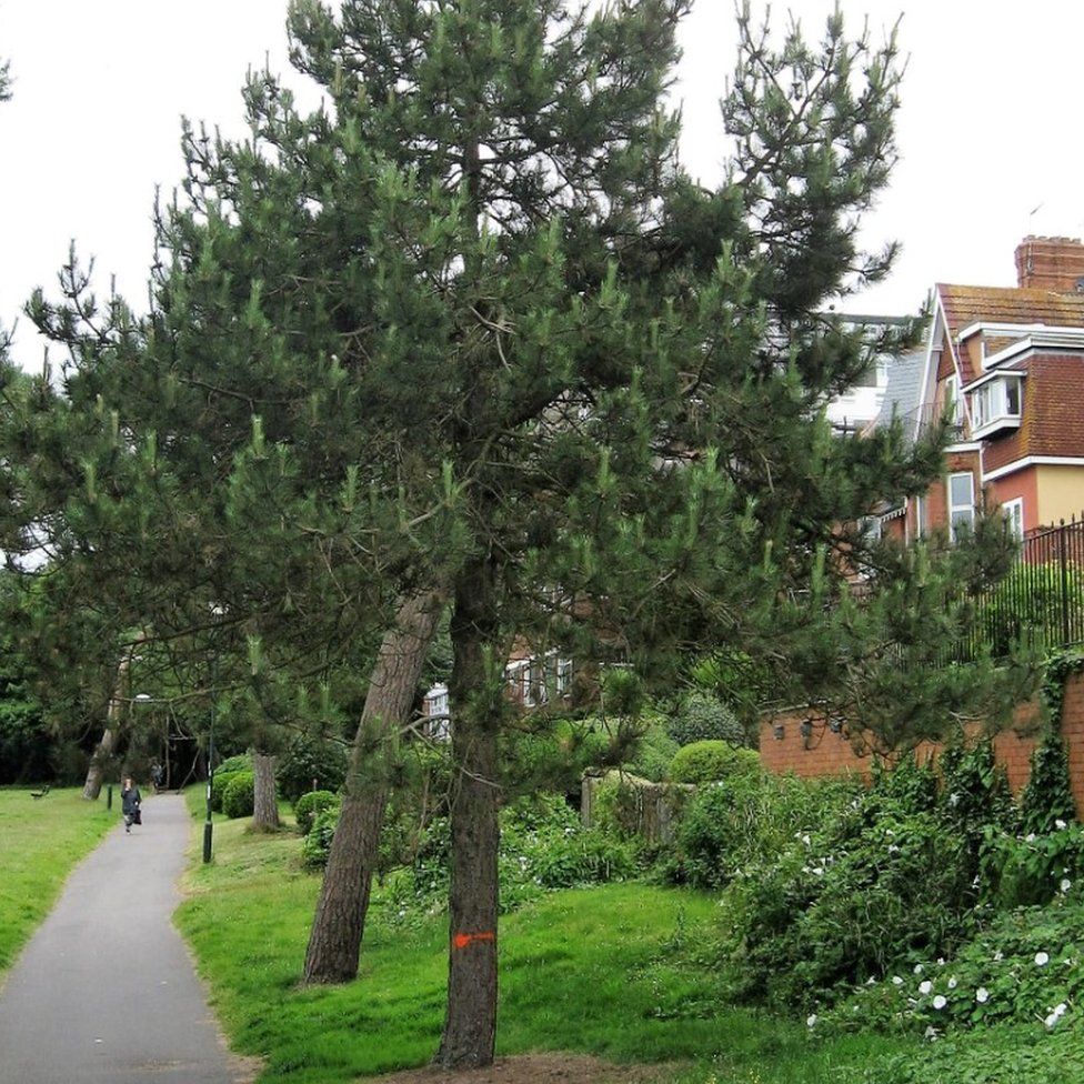 Deliberately Poisoned Pine Trees Die In Bournemouth Bbc News