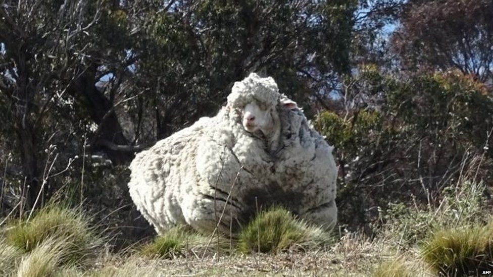 A heavily overgrown sheep near Canberra