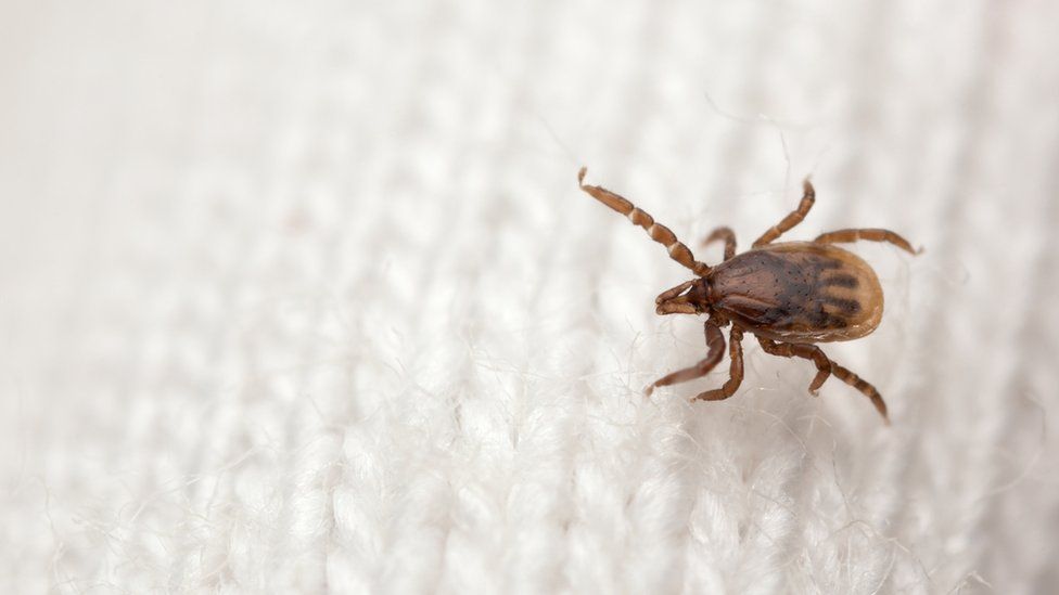 Western Isles' mild oceanic climate may help ticks thrive - BBC News