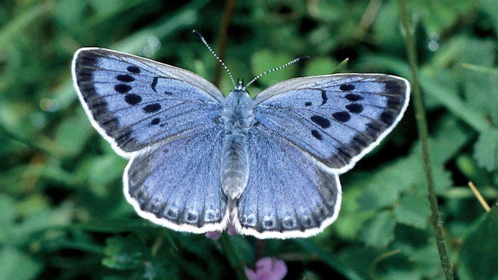 A Large Blue butterfly