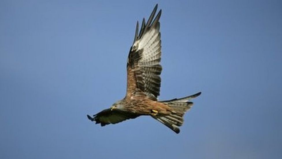 Red kite found dead near Nairn had swallowed illegal pesticide BBC News