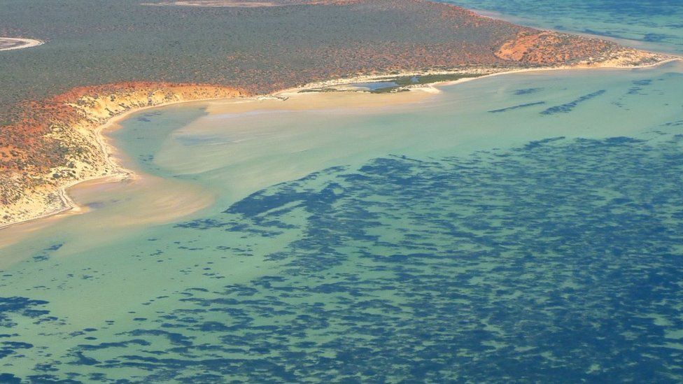 A birds eye image of a massive seagrass plant off the coast of Western Australia