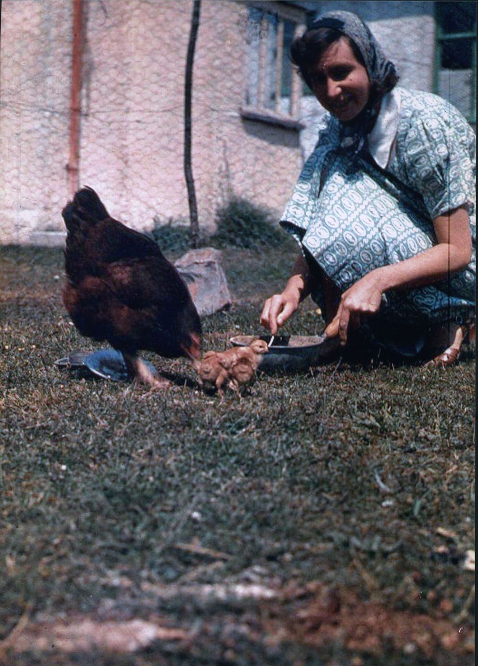 Margaret Hodge feeding chickens