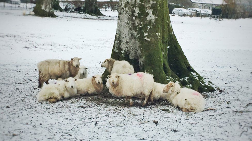 Sheep huddle to keep warm in Ganllwyd, Gwynedd