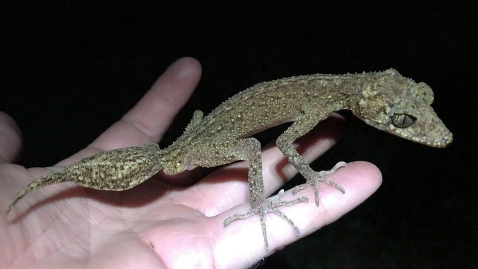 gecko sat on person's hand