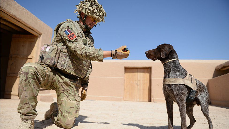 Hertz, the brave Military Working Dog that has earned the prestigious PDSA Dickin Medal