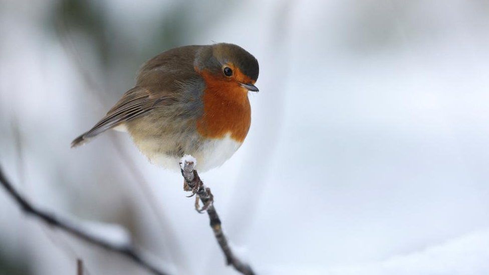 Stock image of a robin in a snowy scene in Scotland
