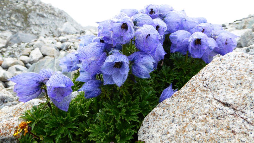 Delphinium glaciale flower on Ngozumpa Glacier at an elevation of 4,750m