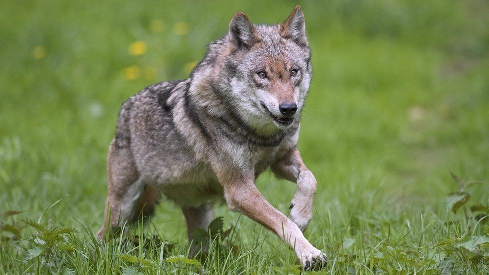 Image of solitary Eurasian wolf