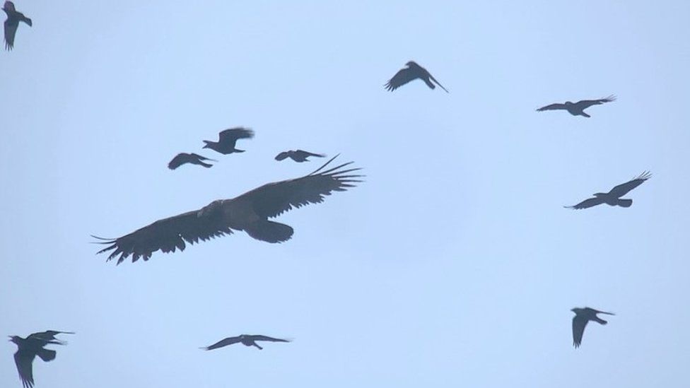 Still shot of the vulture