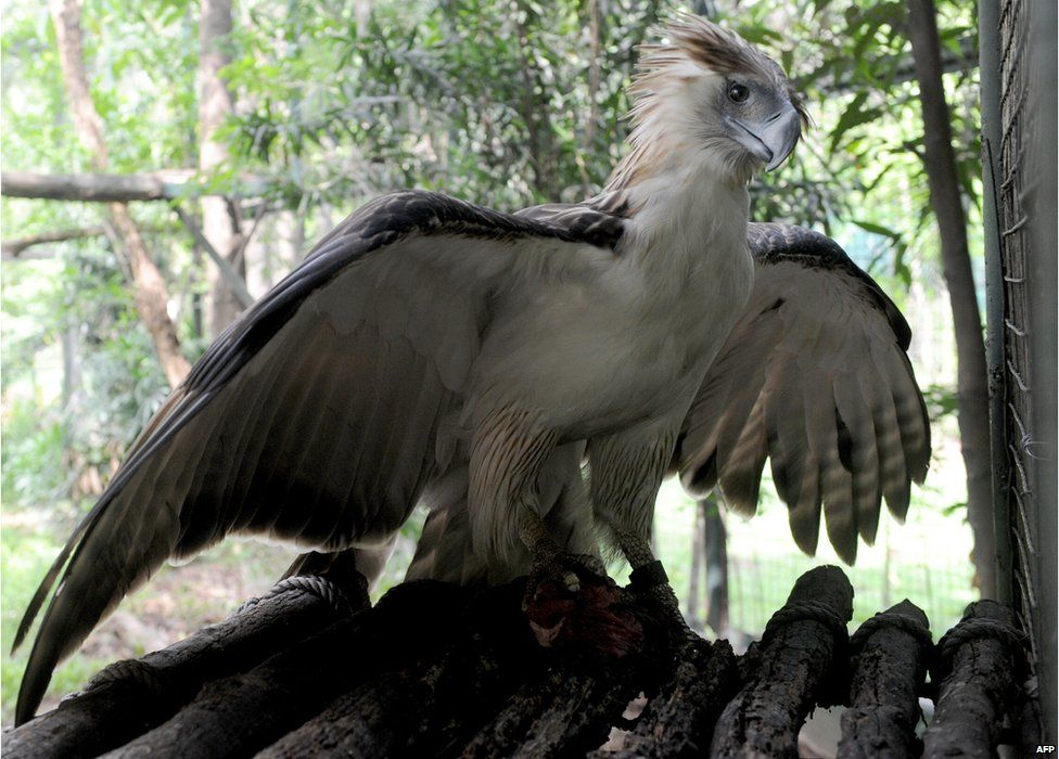 Gerlie, a Philippine eagle, is seen in a government wildlife centre in Manila on 6 June 2014, as the government celebrates the 16th Philippine Eagle Week from June 4-10.