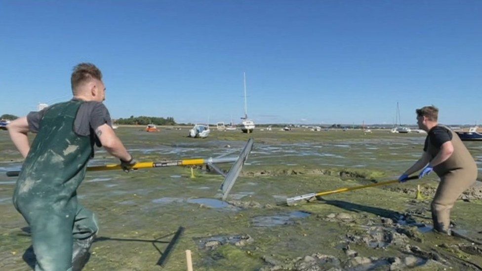 Algal mats on the Solent