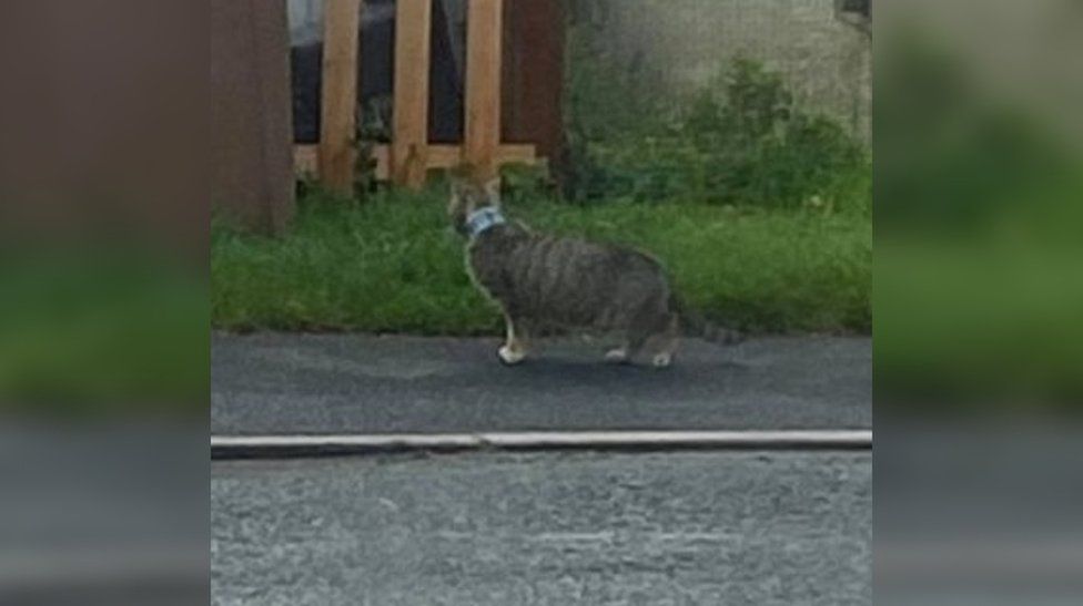 Cat tuna tin stuck around neck