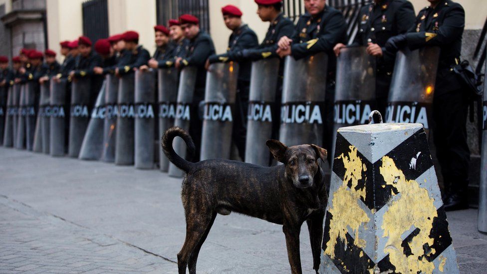 A stray dog stands near a line of policemen in Peru