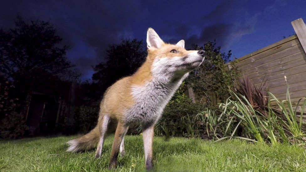 Urban Foxes More Like Domesticated Dogs Bbc News