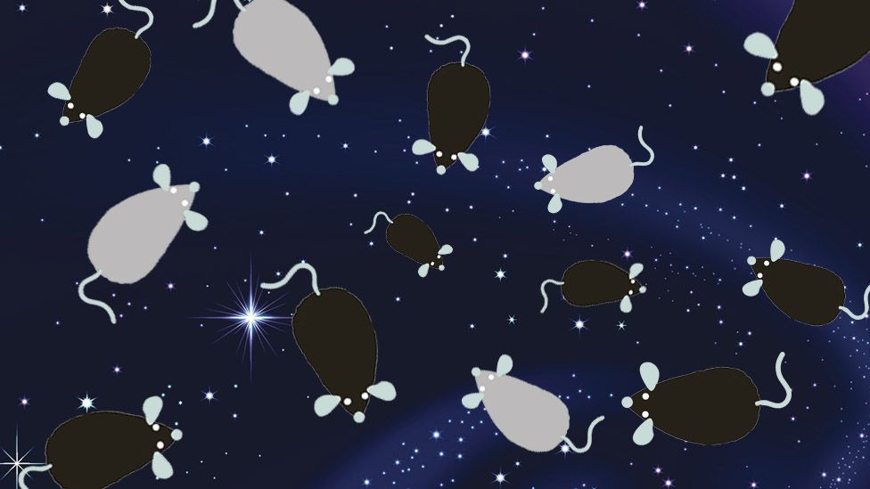 Mice in space