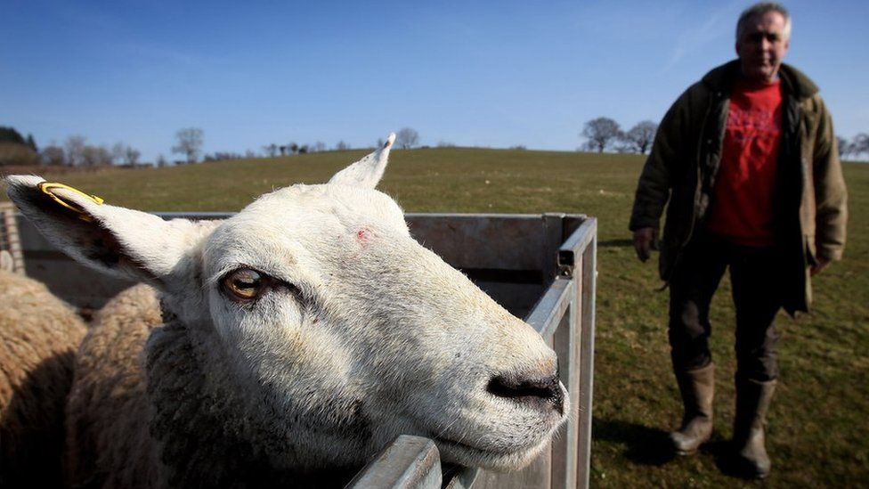 Farmer inspecting sheep in back of trailer