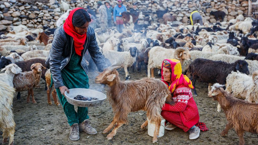 Pak Daman (left) holds a hotplate of burning spandur plant and Annar (right) holds a goat close to the smoke