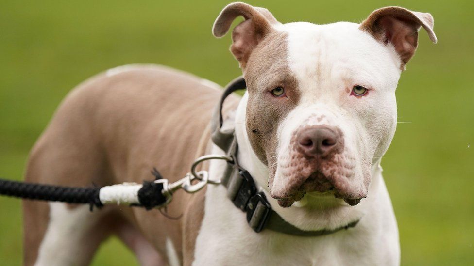 An XL bully dog called Riz, during a protest against the Government's decision to add XL bully dogs to the list of prohibited breeds under the Dangerous Dogs Act