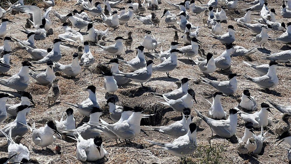 Sandwich terns on Coquet Island